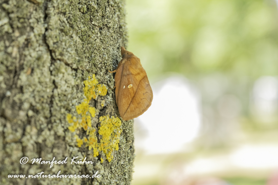 Grasglucke ()_0015
