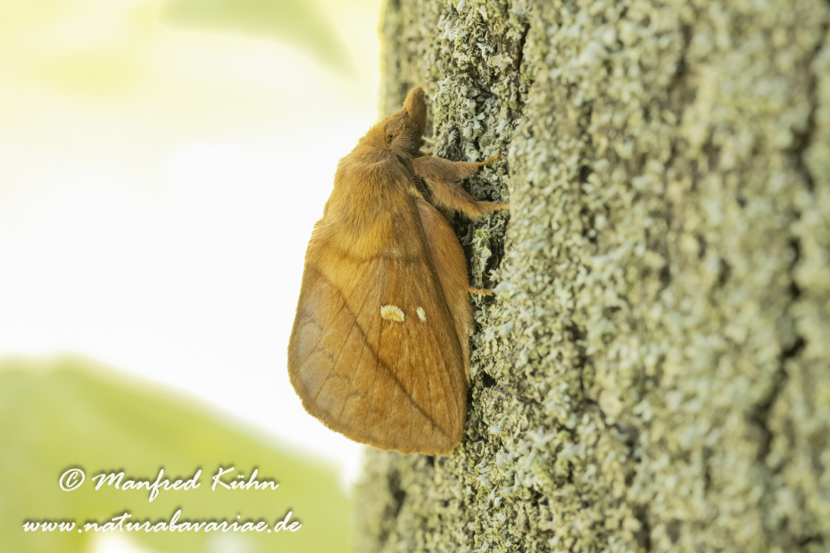 Grasglucke ()_0023