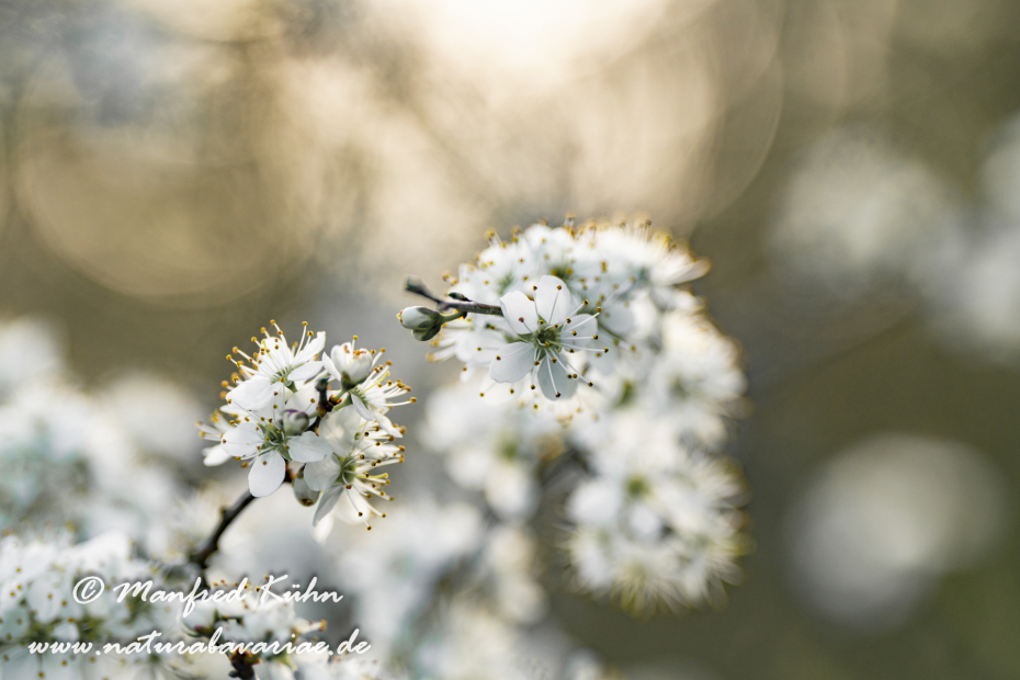 Schlehe ()_0052