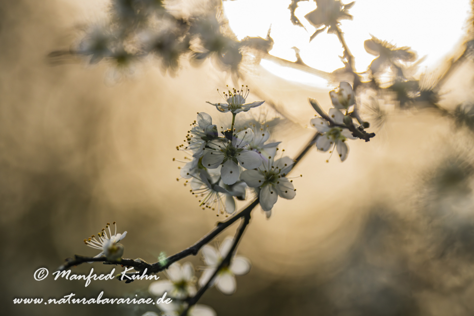 Schlehe ()_0053
