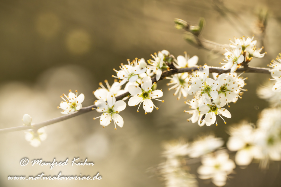 Schlehe ()_0058