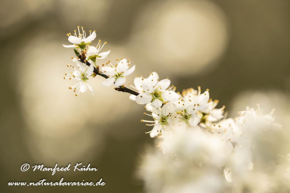 Schlehe ()_0063