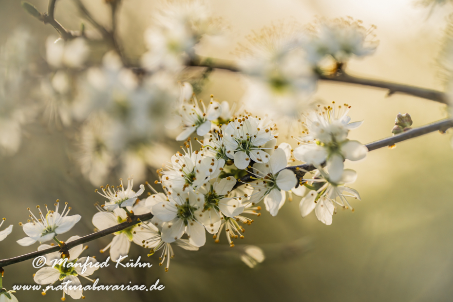 Schlehe ()_0064