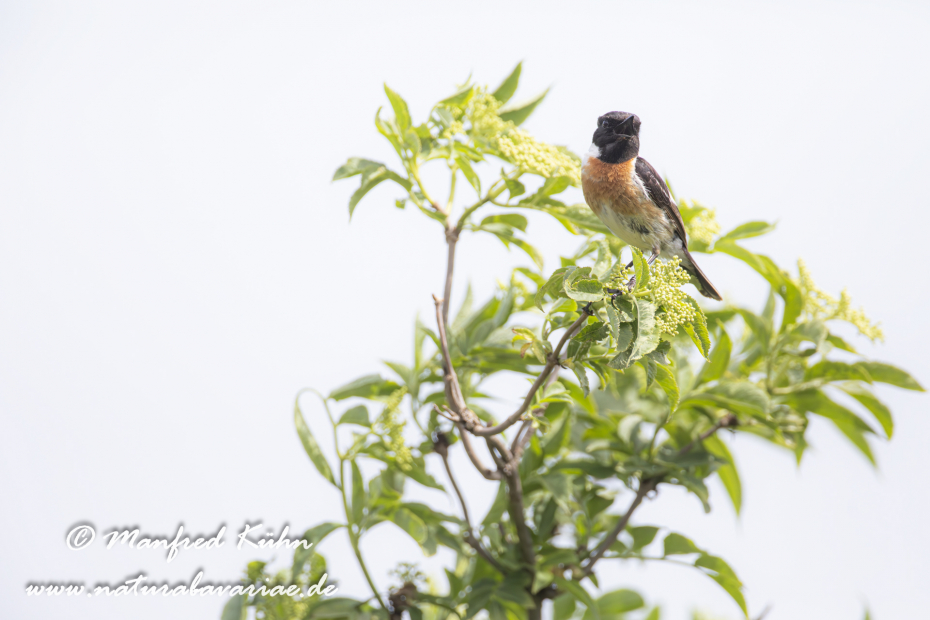 Schwarzkehlchen ()_0063