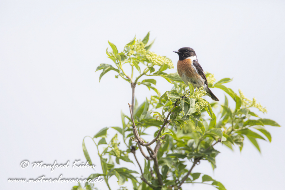 Schwarzkehlchen ()_0064