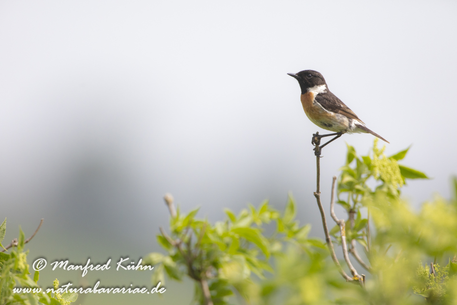 Schwarzkehlchen ()_0065