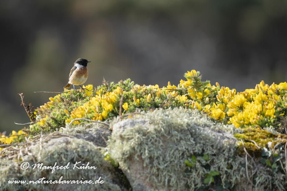 Schwarzkehlchen ()_0075