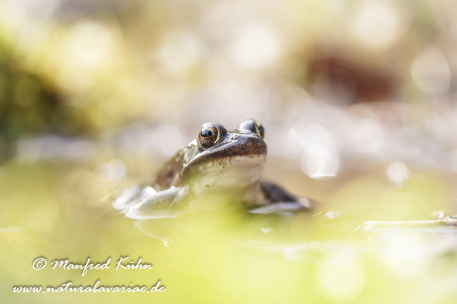Springfrosch ()_0005