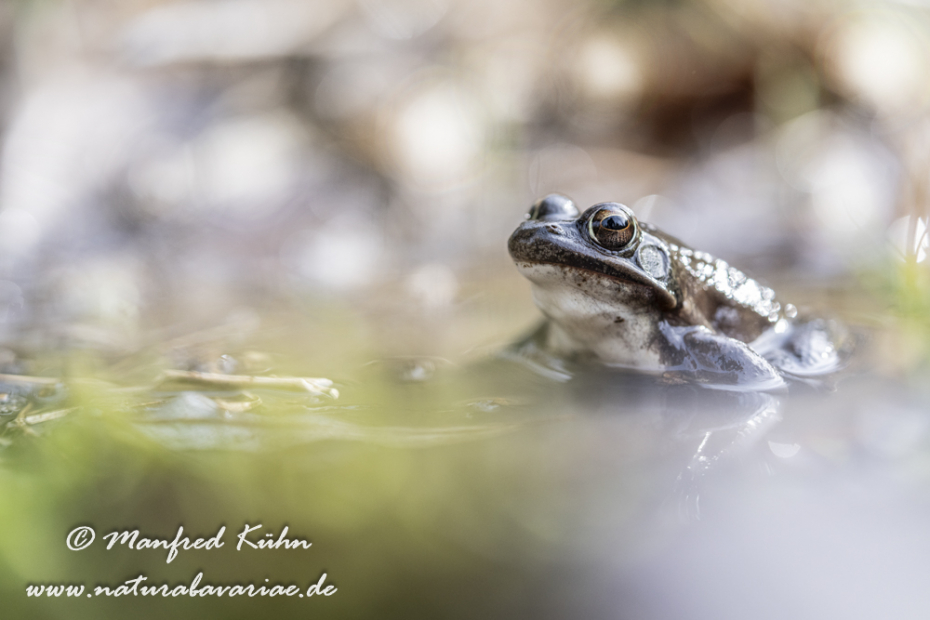 Springfrosch ()_0010