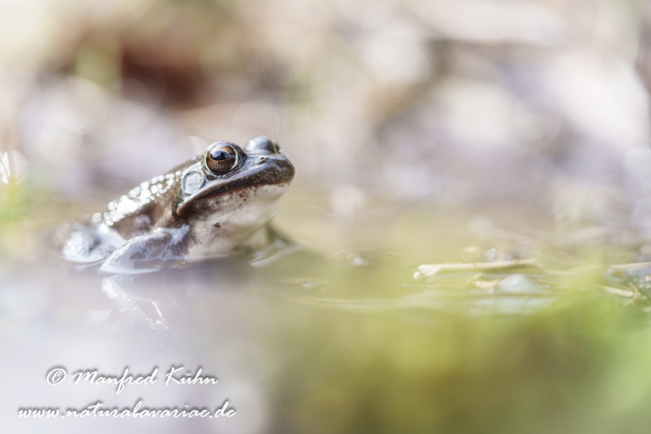 Springfrosch ()_0011