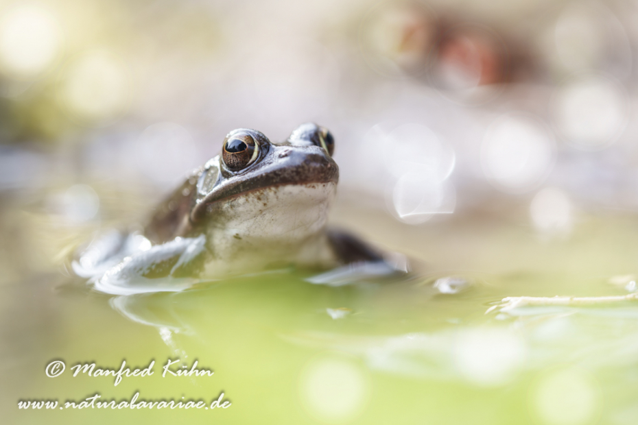Springfrosch ()_0014