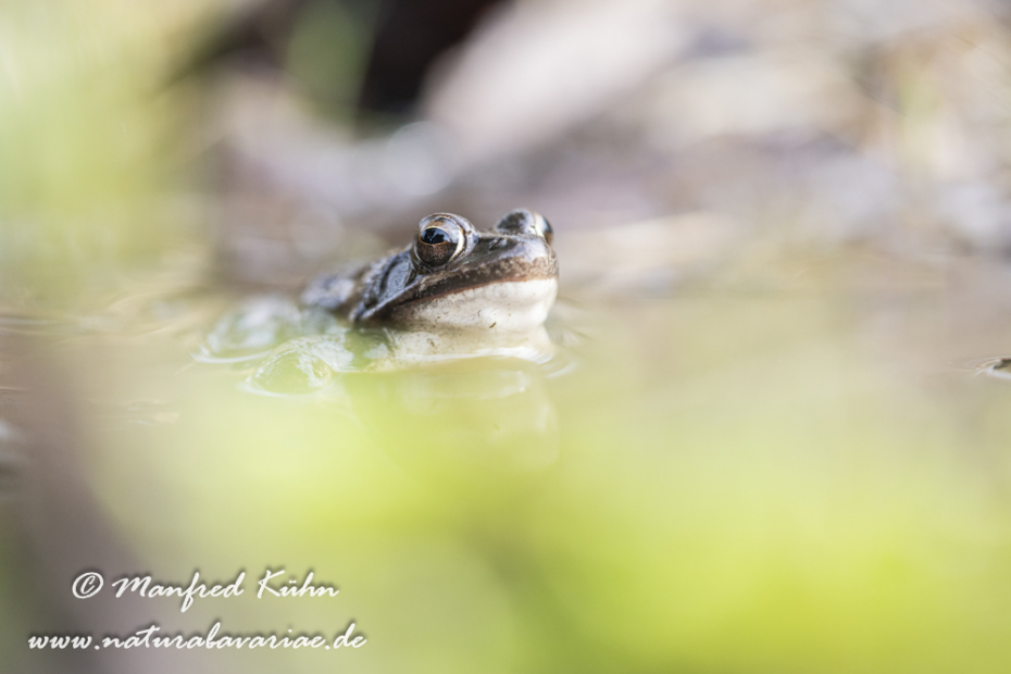 Springfrosch ()_0021