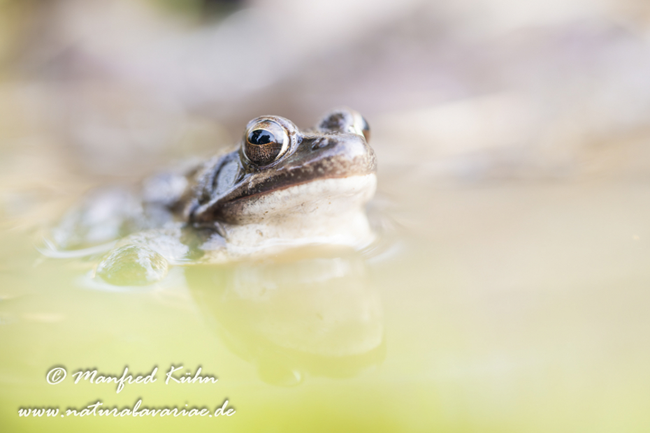 Springfrosch ()_0025