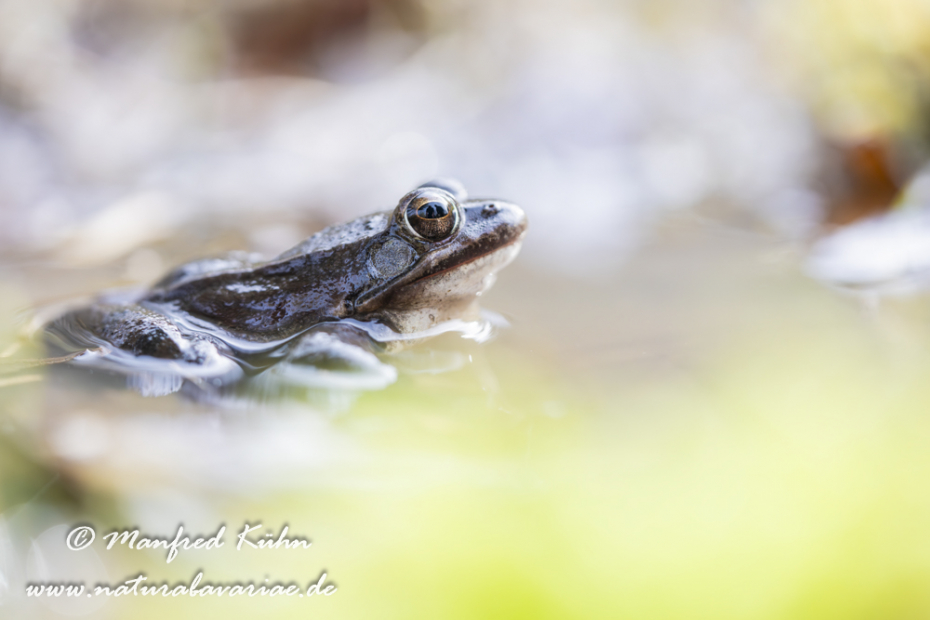 Springfrosch ()_0033