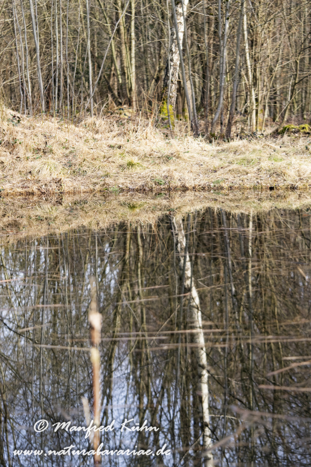 Springfrosch ()_0002