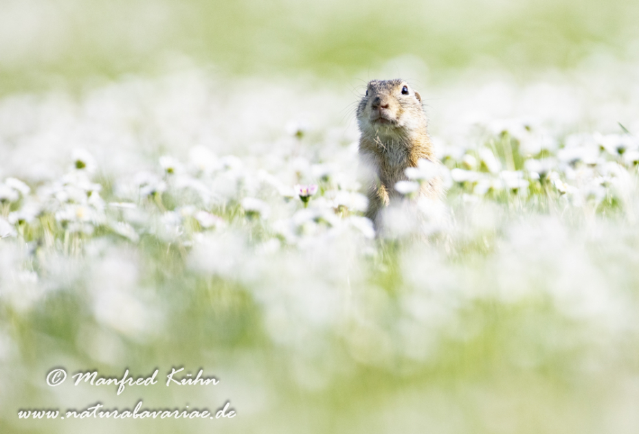 Ziesel ()_0025