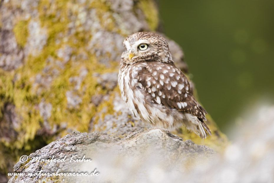 Steinkauz ()_0031