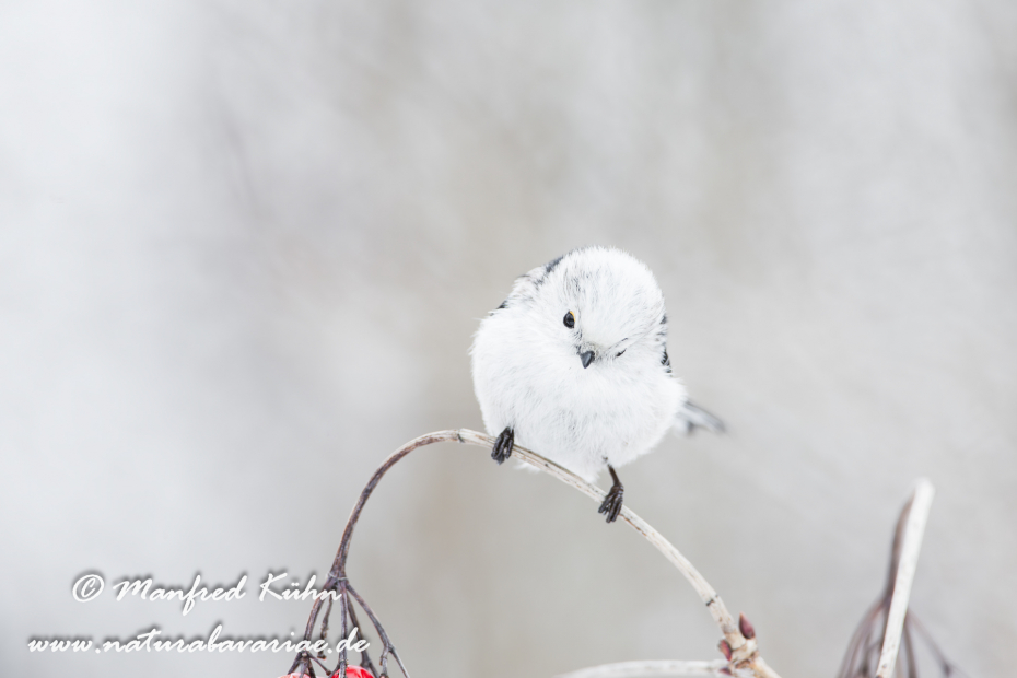 Schwanzmeise ()_0030
