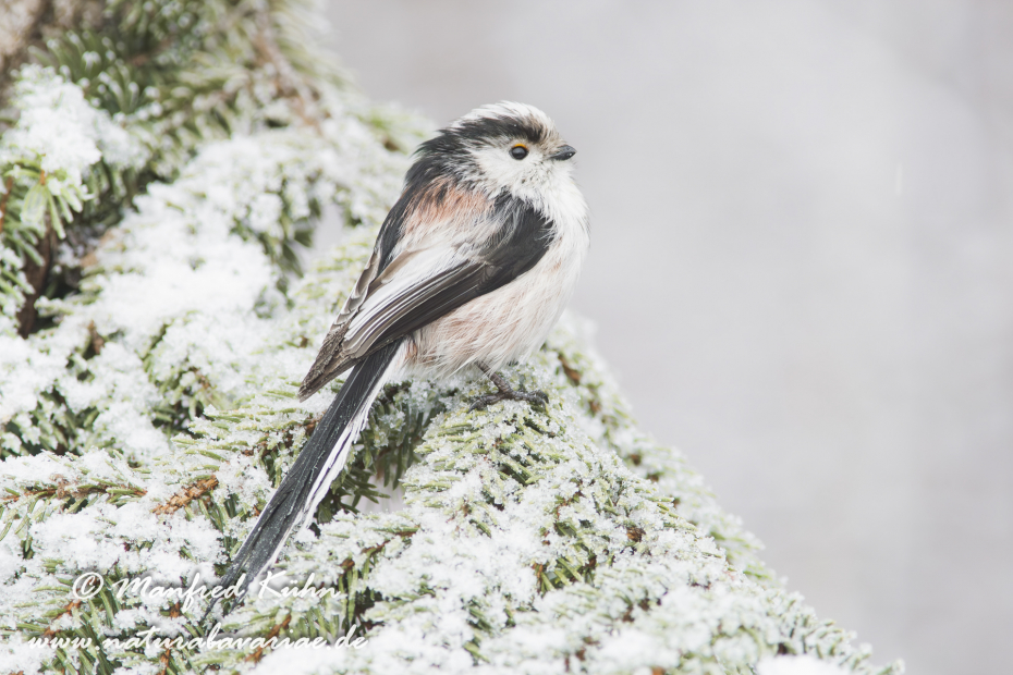 Schwanzmeise ()_0042
