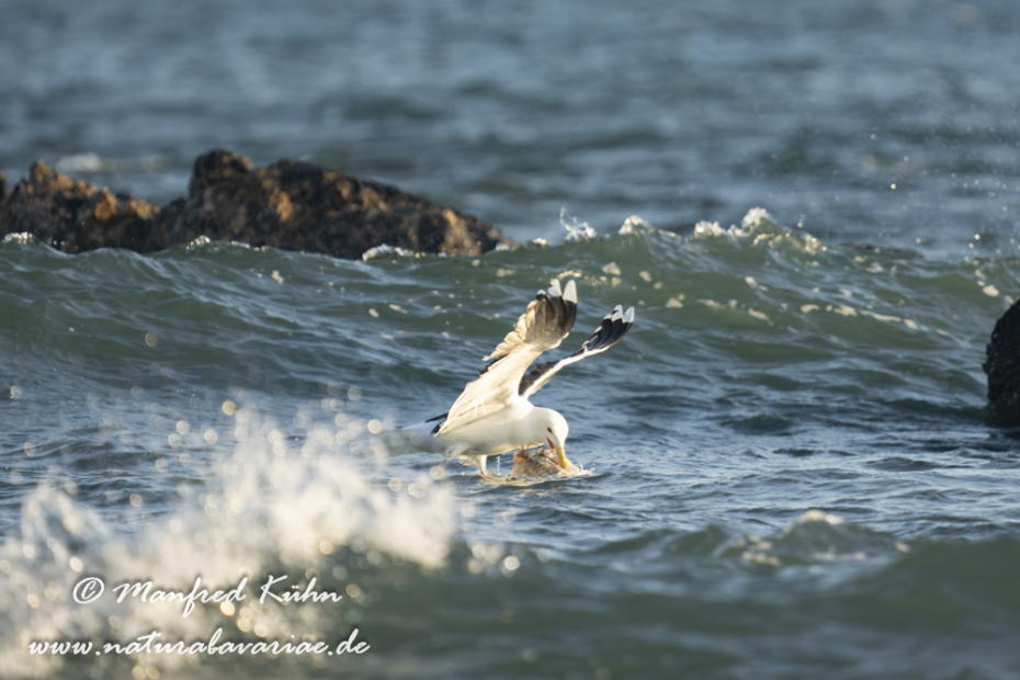 Mantelmöwe ()_0107