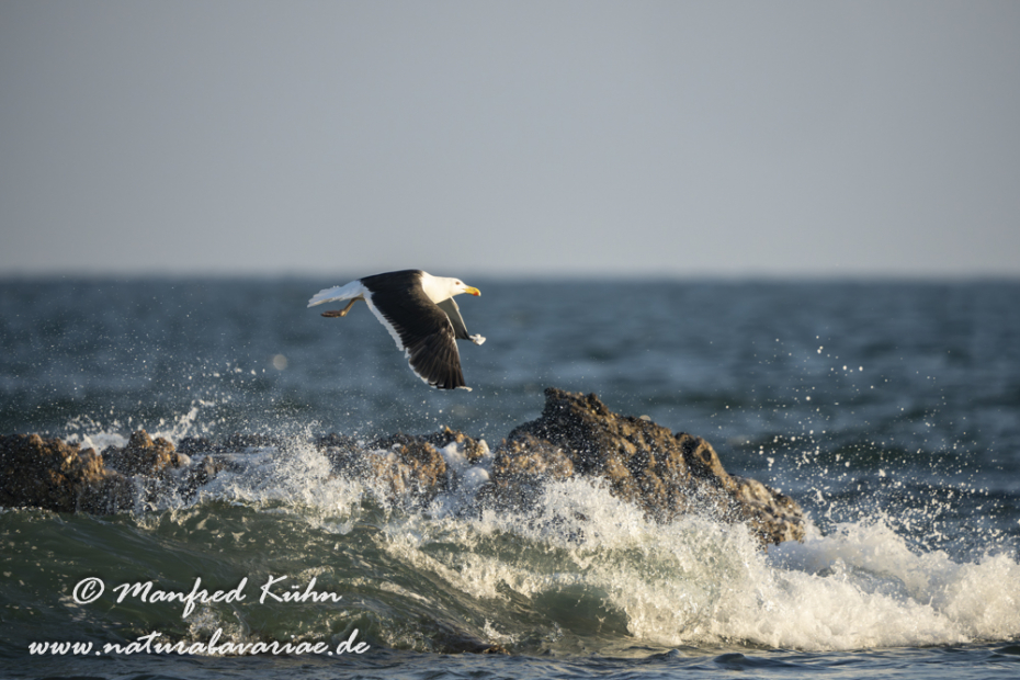 Mantelmöwe ()_0118