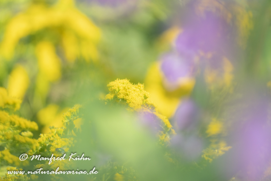 Goldrute (Riesen-)_0018