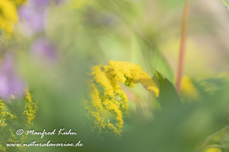 Goldrute (Riesen-)_0020