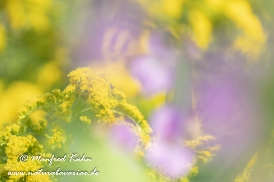 Goldrute (Riesen-)_0021