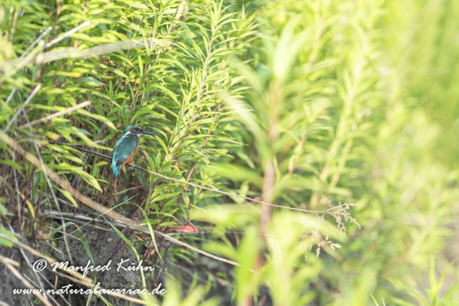 Eisvogel ()_0086