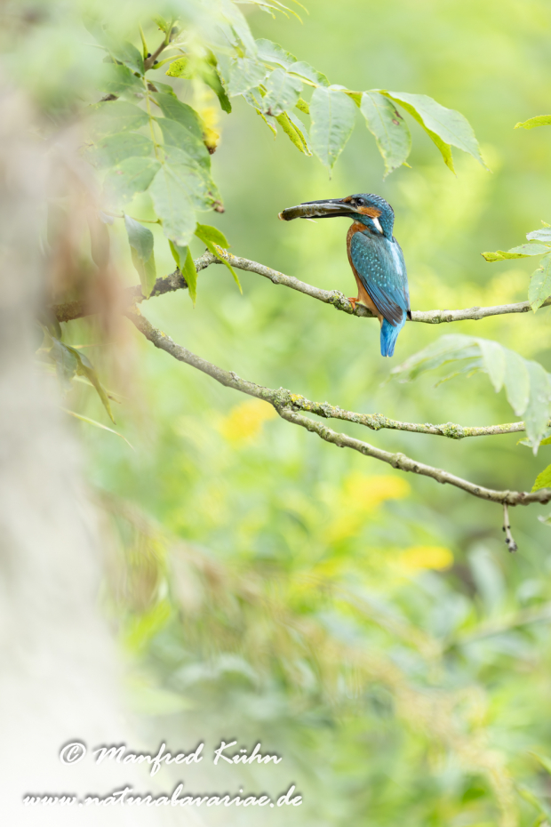 Eisvogel ()_0114