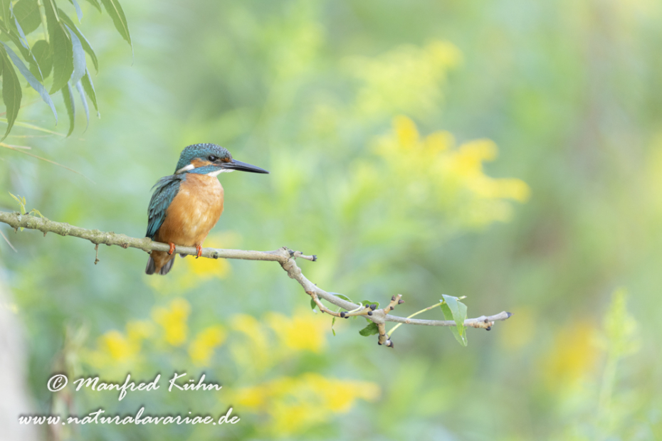 Eisvogel ()_0123