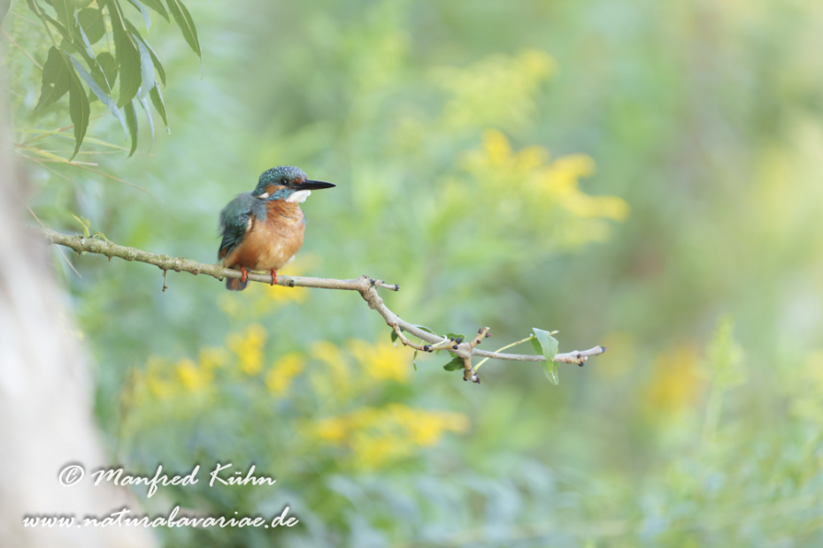 Eisvogel ()_0134