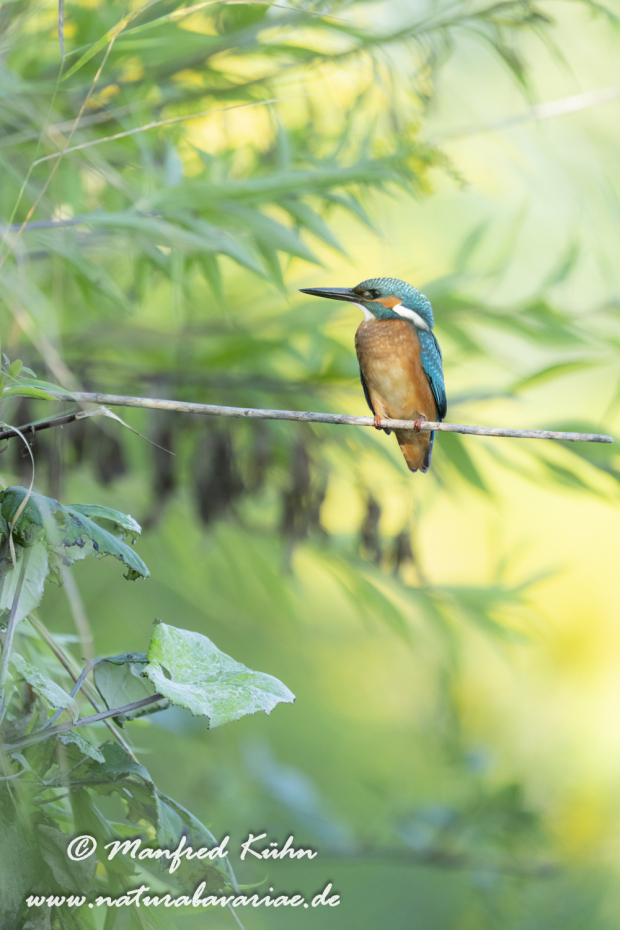 Eisvogel ()_0159