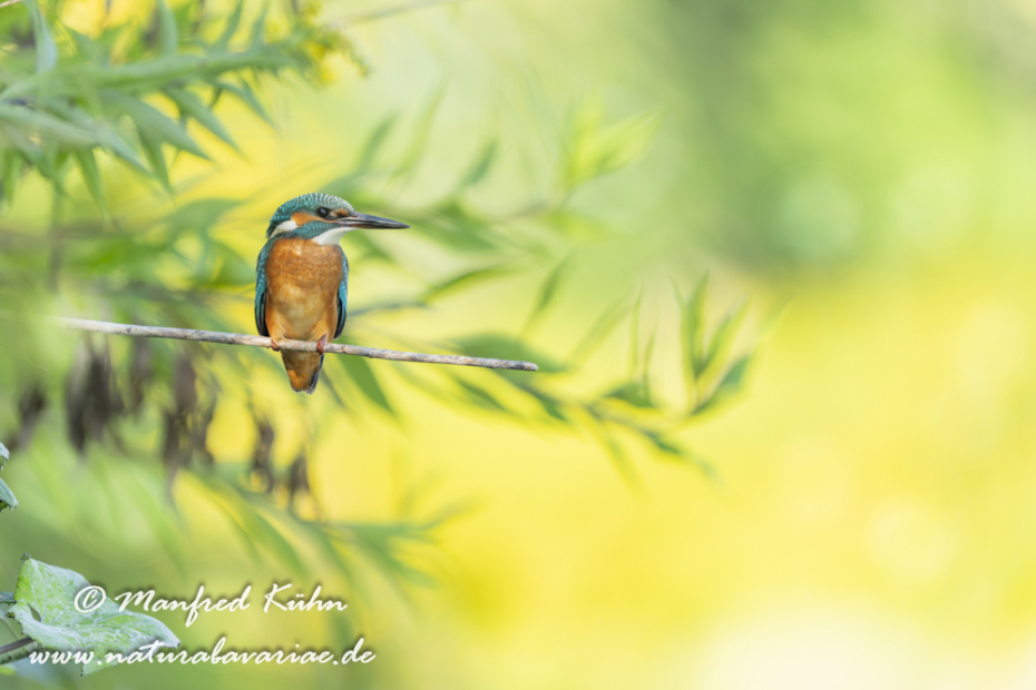 Eisvogel ()_0165