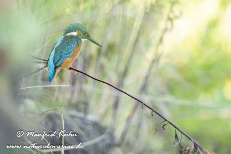 Eisvogel ()_0199