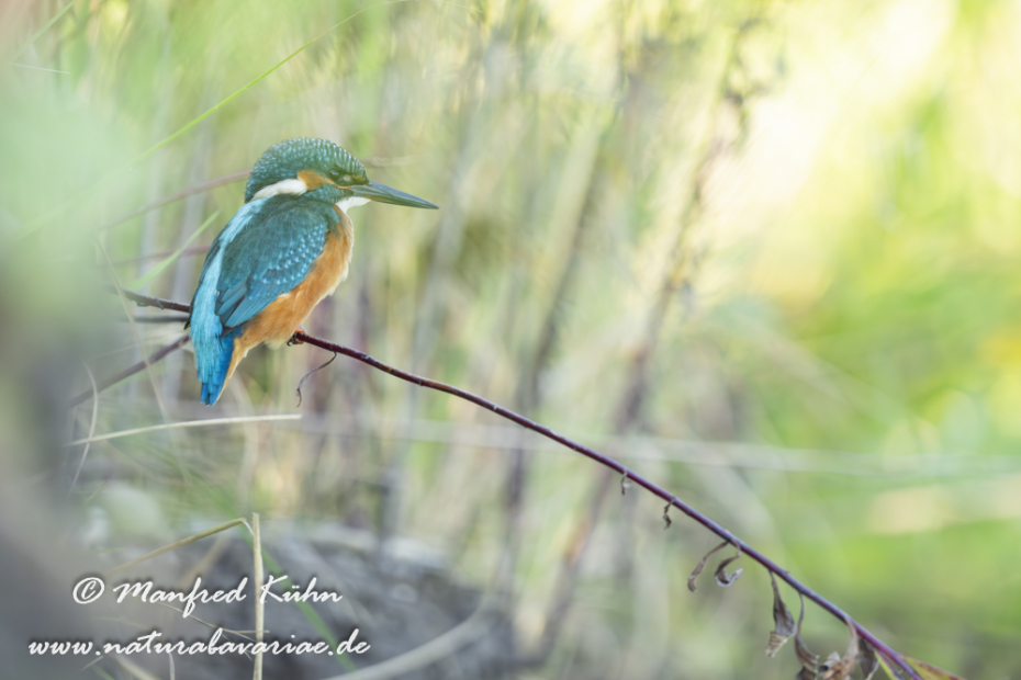Eisvogel ()_0205