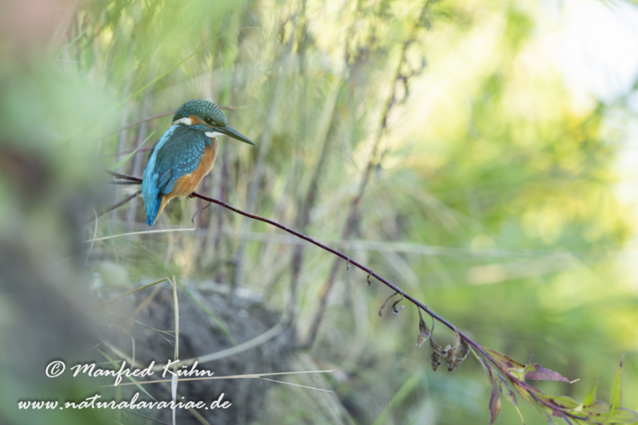 Eisvogel ()_0213