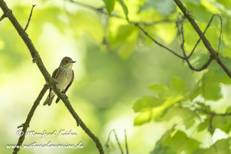 Fliegenschnäpper (Grauer)_0059