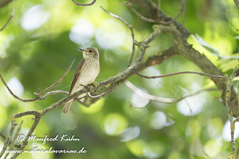 Fliegenschnäpper (Grauer)_0064
