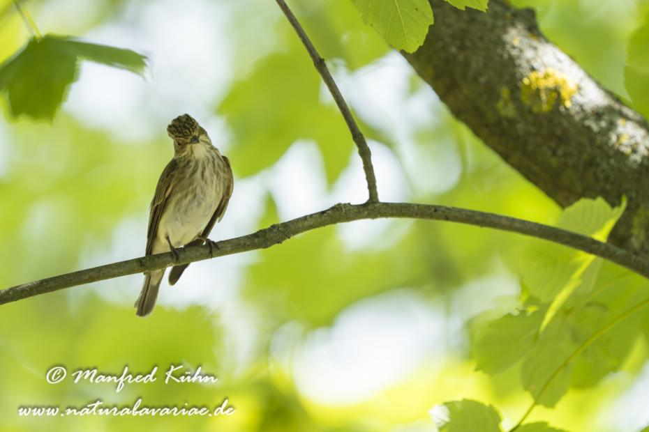 Fliegenschnäpper (Grauer)_0067