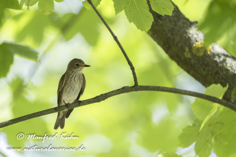 Fliegenschnäpper (Grauer)_0072