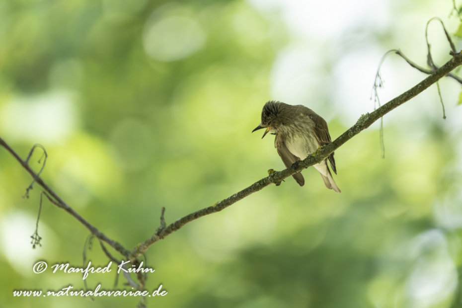 Fliegenschnäpper (Grauer)_0089
