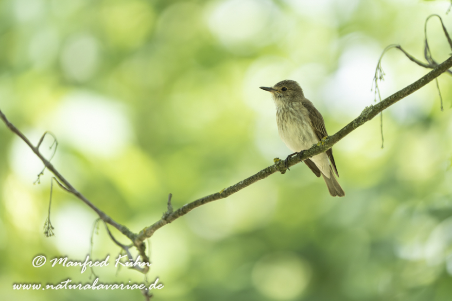 Fliegenschnäpper (Grauer)_0096