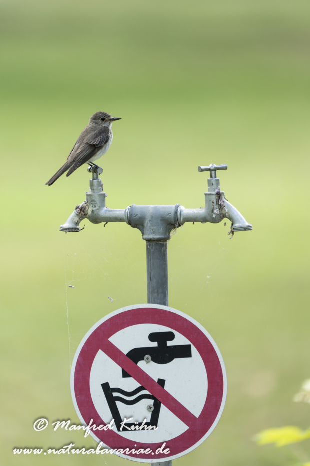 Fliegenschnäpper (Grauer)_0106