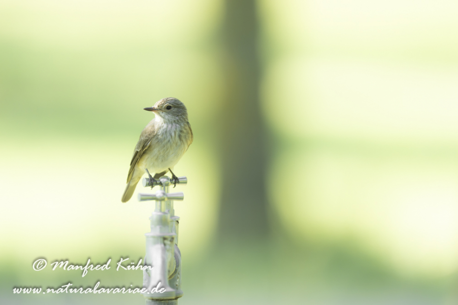 Fliegenschnäpper (Grauer)_0113