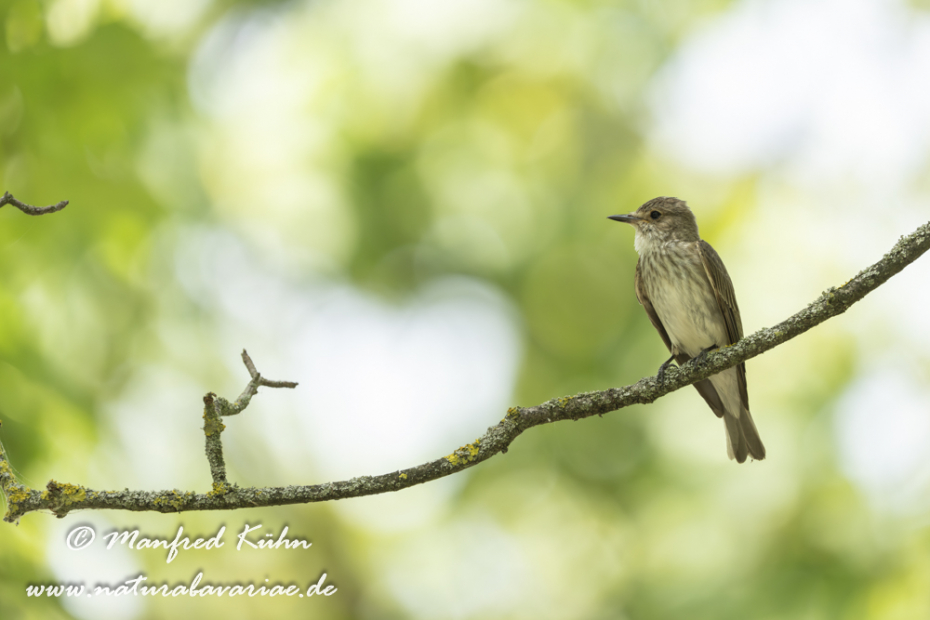 Fliegenschnäpper (Grauer)_0120