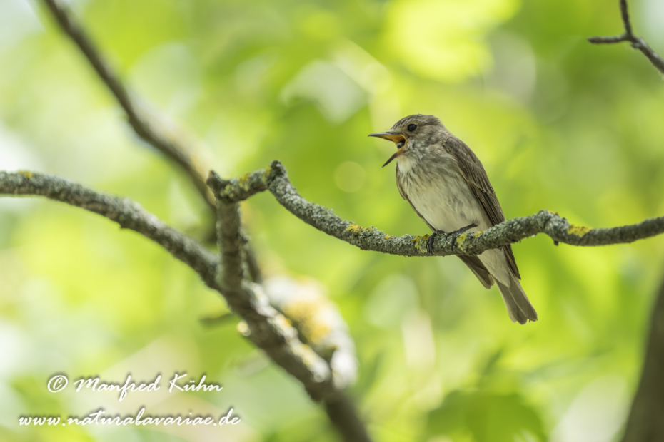 Fliegenschnäpper (Grauer)_0127