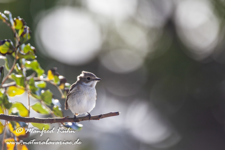 Fliegenschnäpper (Trauer-)_0018