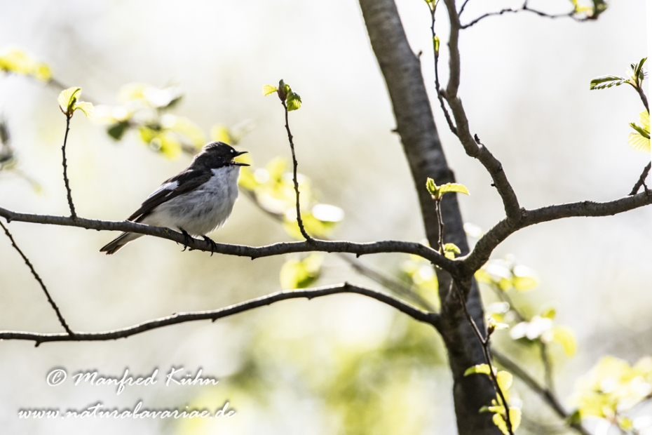 Fliegenschnäpper (Trauer-)_0028