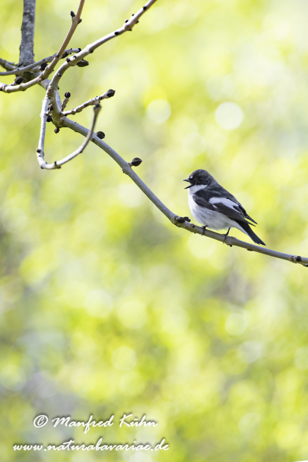 Fliegenschnäpper (Trauer-)_0032